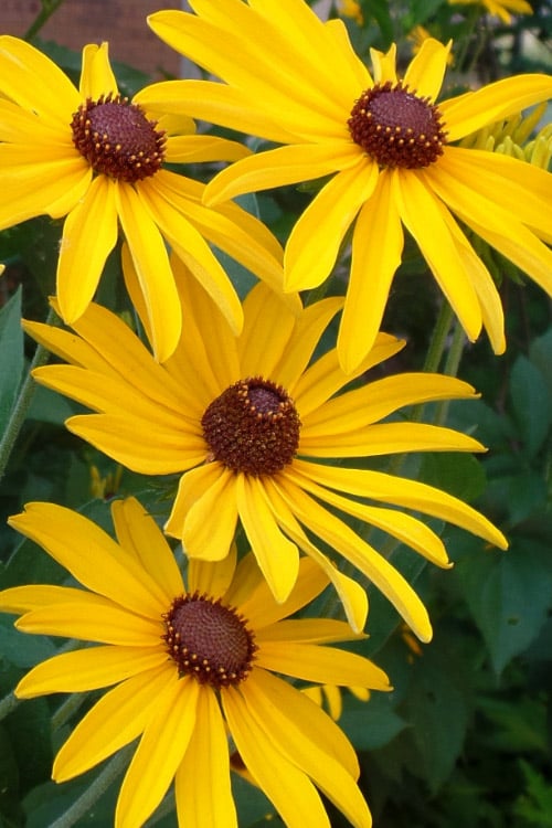  Sweet Coneflower (Rudbeckia Subtomentosa) - 1 Gallon Pot