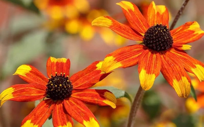  Prairie Glow Brown Eyed Susan (Rudbeckia Triloba) - 1 Gallon Pot