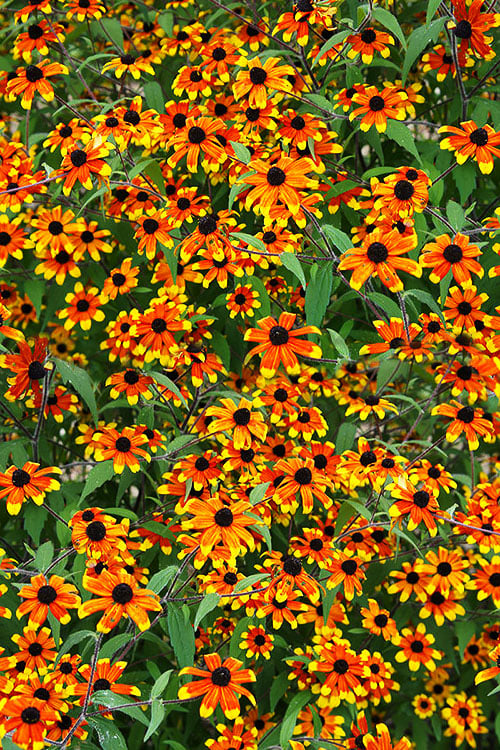  Prairie Glow Brown Eyed Susan (Rudbeckia Triloba) - 1 Gallon Pot