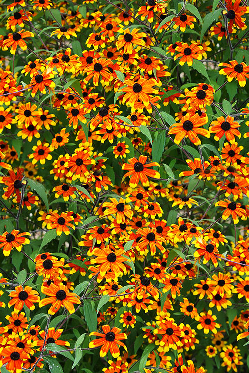  Prairie Glow Brown Eyed Susan (Rudbeckia Triloba) - 6 Pack Of 1 Gallon Pots