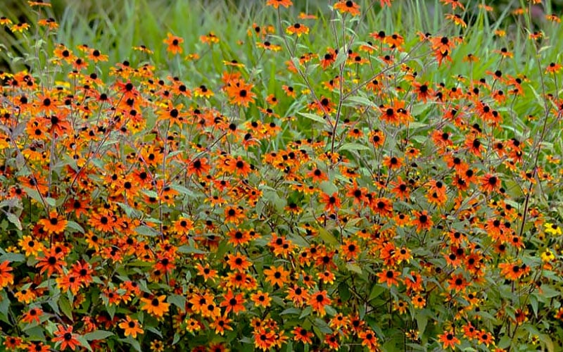  Prairie Glow Brown Eyed Susan (Rudbeckia Triloba) - 1 Gallon Pot