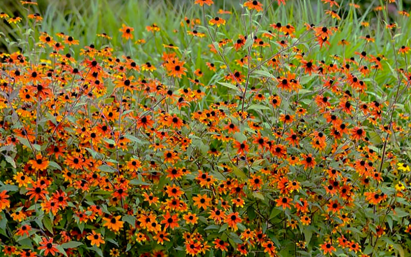  Prairie Glow Brown Eyed Susan (Rudbeckia Triloba) - 6 Pack Of 1 Gallon Pots