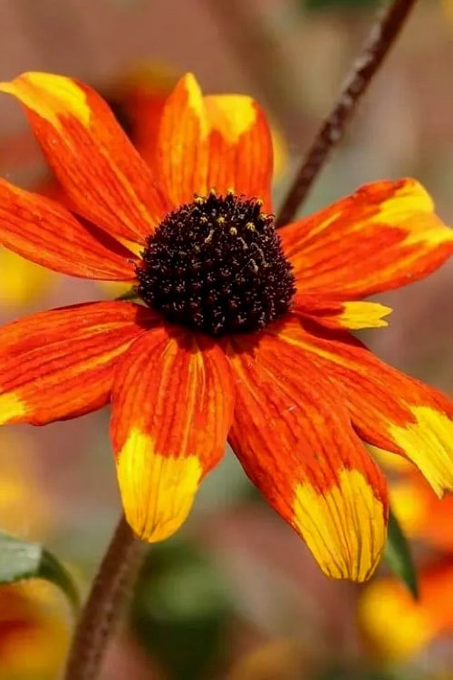  Prairie Glow Brown Eyed Susan (Rudbeckia Triloba) - 1 Gallon Pot