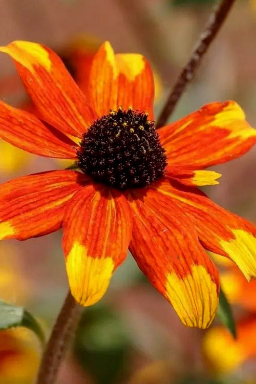  Prairie Glow Brown Eyed Susan (Rudbeckia Triloba) - 6 Pack Of 1 Gallon Pots