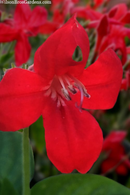  Ragin' Cajun Red Mexican Petunia (Ruellia Elegans) - 1 Gallon Pot