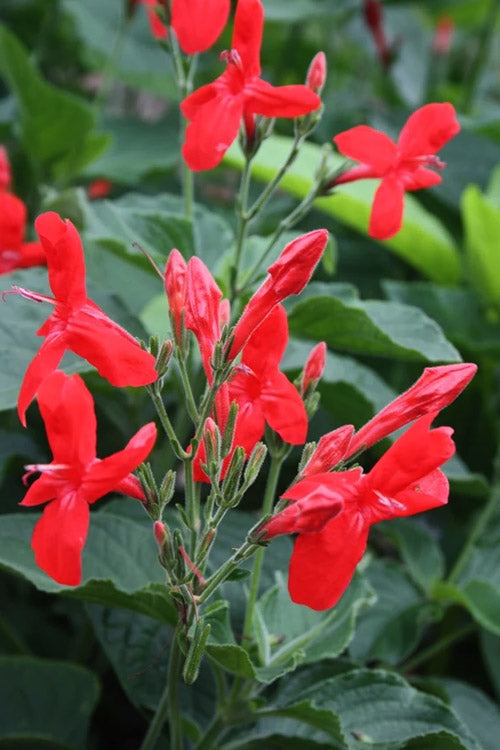  Ragin' Cajun Red Mexican Petunia (Ruellia Elegans) - 2.5 Quart Pot