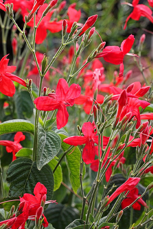  Ragin' Cajun Red Mexican Petunia (Ruellia Elegans) - 5 Pack Quart Pots