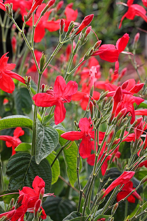  Ragin' Cajun Red Mexican Petunia (Ruellia Elegans) - 6 Pack Of 1 Gallon Pots