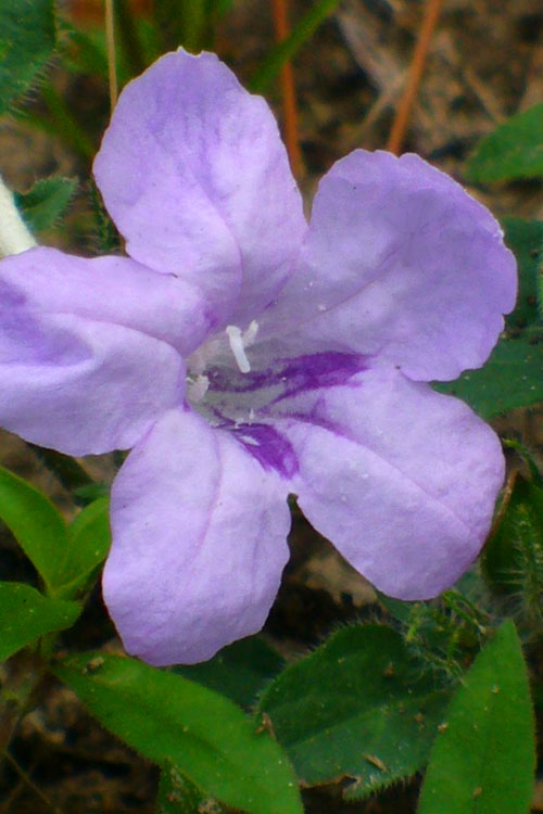  Fringeleaf Wild Petunia (Ruellia Humilis) - 1 Gallon Pot