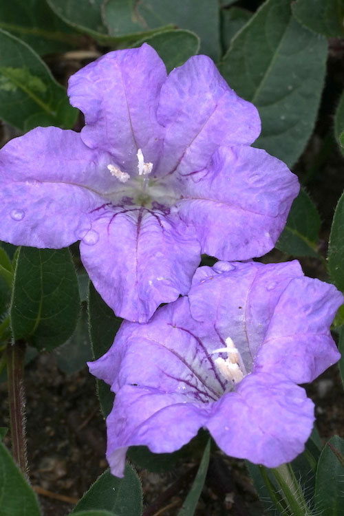  Fringeleaf Wild Petunia (Ruellia Humilis) - 1 Gallon Pot