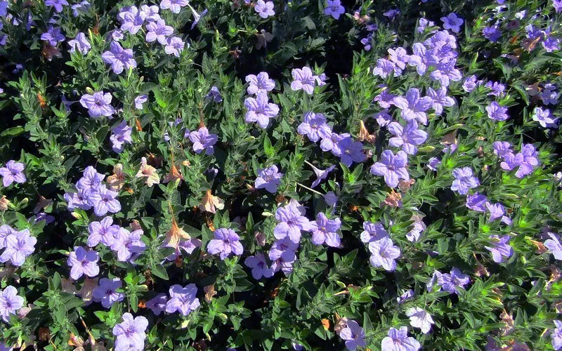  Fringeleaf Wild Petunia (Ruellia Humilis) - 1 Gallon Pot