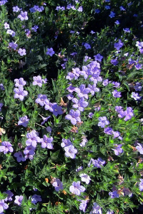  Fringeleaf Wild Petunia (Ruellia Humilis) - 1 Gallon Pot