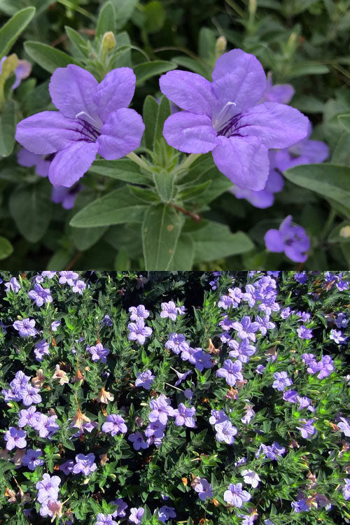  Fringeleaf Wild Petunia (Ruellia Humilis) - 1 Gallon Pot