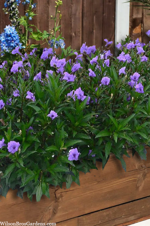  Mayan Compact Purple Mexican Petunia (Ruellia) - 5 Pack Quart Pots