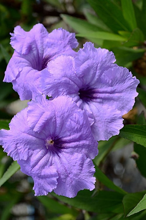  Mayan Compact Purple Mexican Petunia (Ruellia) - 5 Pack Quart Pots