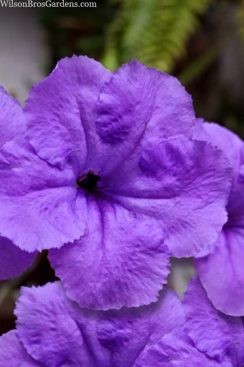  Purple Showers Mexican Petunia (Ruellia) - 5 Pack Of Quart Pots
