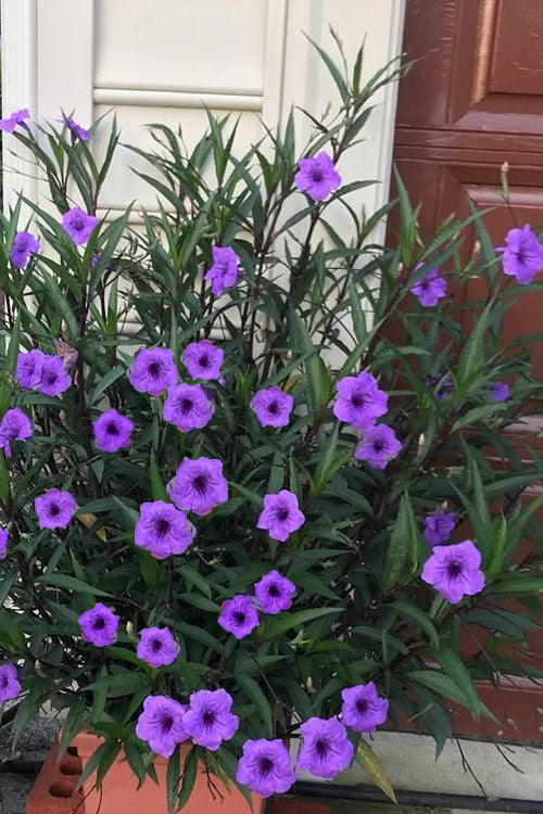  Purple Showers Mexican Petunia (Ruellia) - 5 Pack Of Quart Pots