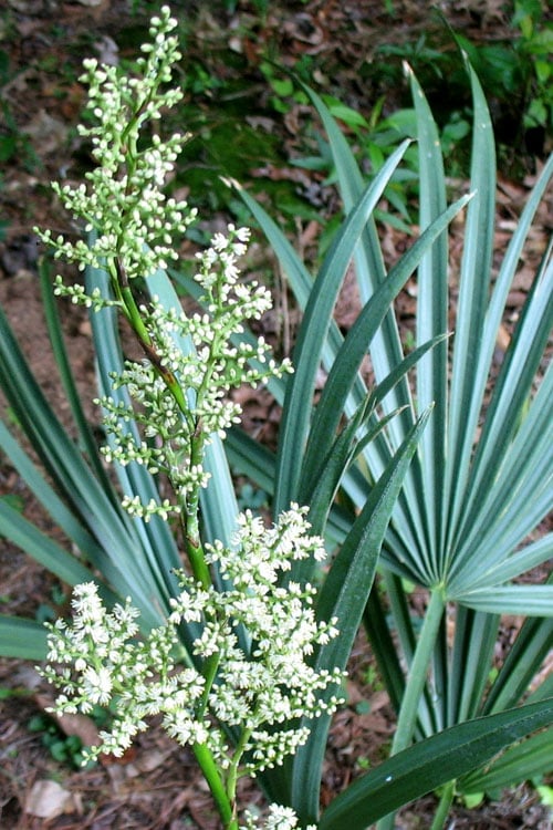  Blue Stem Dwarf Palmetto Palm (Sabal Minor) - 7 Gallon Pot