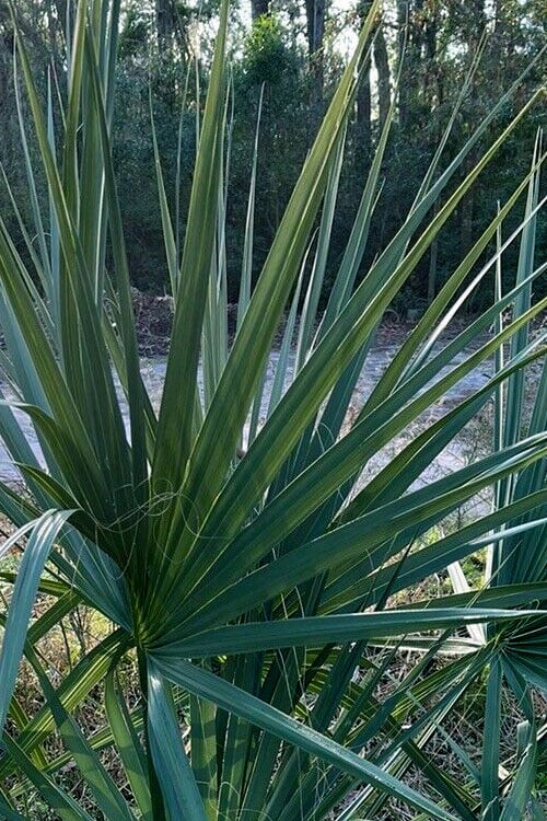  Blue Stem Dwarf Palmetto Palm (Sabal Minor) - 7 Gallon Pot
