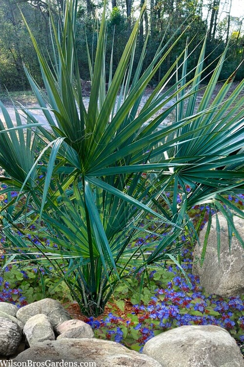  Blue Stem Dwarf Palmetto Palm (Sabal Minor) - 3 Gallon Pot
