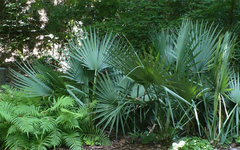 Blue Stem Dwarf Palmetto Palm (Sabal Minor) - 3 Gallon Pot