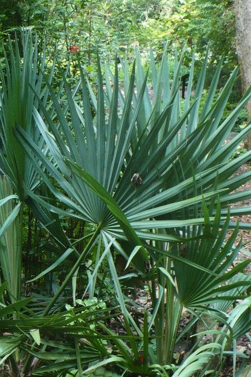  Blue Stem Dwarf Palmetto Palm (Sabal Minor) - 7 Gallon Pot