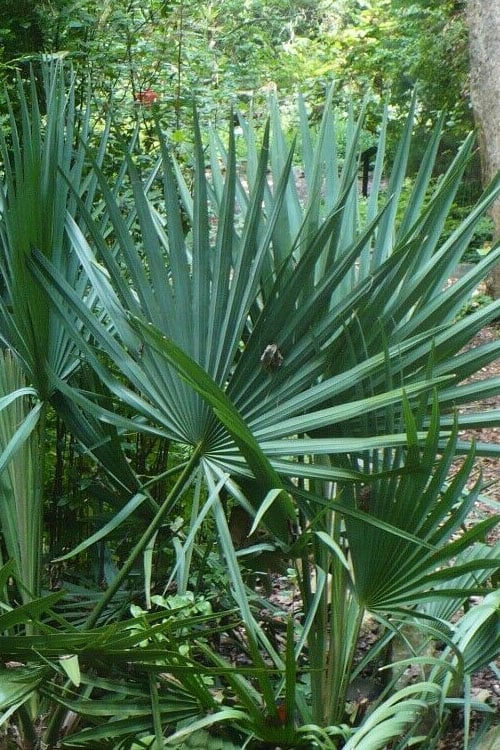  Blue Stem Dwarf Palmetto Palm (Sabal Minor) - 3 Gallon Pot