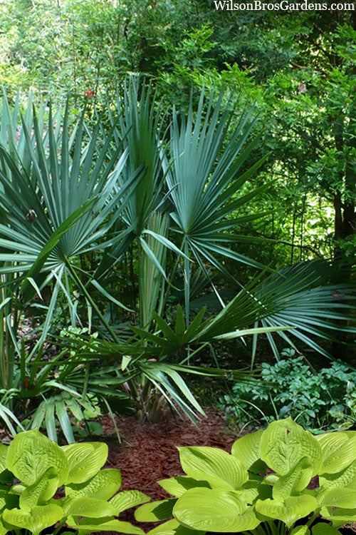  Blue Stem Dwarf Palmetto Palm (Sabal Minor) - 7 Gallon Pot