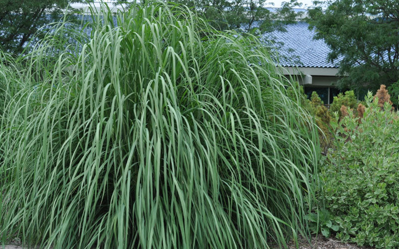  Ravenna Hardy Pampas Grass - 1 Gallon Pot
