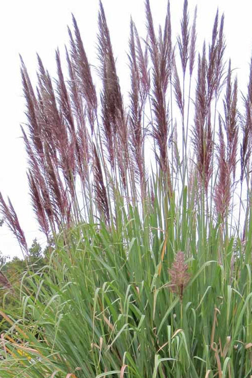  Ravenna Hardy Pampas Grass - 1 Gallon Pot