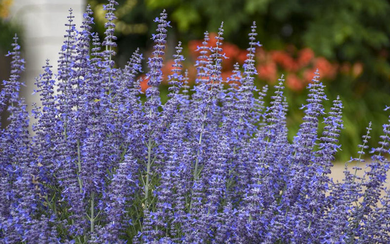  Denim N' Lace Russian Sage (Perovskia) - 6 Pack Of 1 Gallon Pots