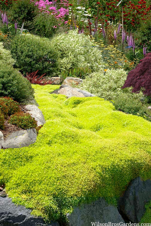  Golden Scotch Moss (Sagina Subulata 'Aurea') - 5 Pack Of Quart Pots