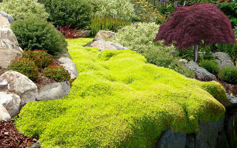  Golden Scotch Moss (Sagina Subulata 'Aurea') - 5 Pack Of Quart Pots