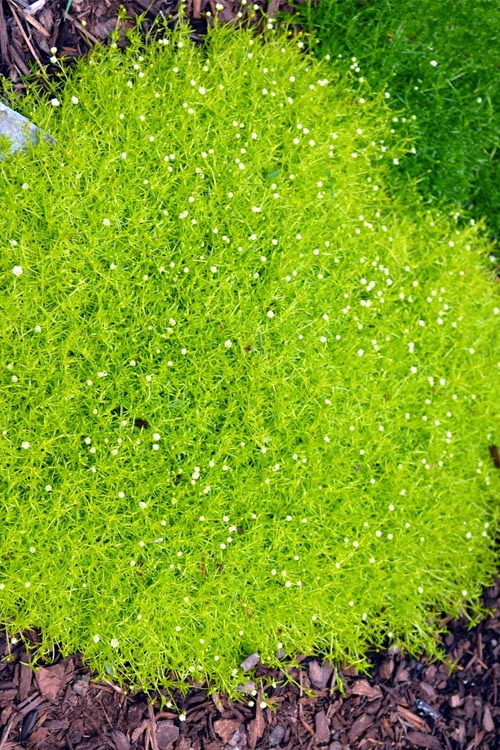  Golden Scotch Moss (Sagina Subulata 'Aurea') - 5 Pack Of Quart Pots