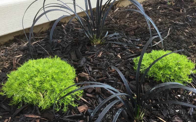  Golden Scotch Moss (Sagina Subulata 'Aurea') - 5 Pack Of Pint Pots