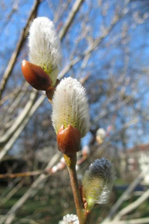  American Pussy Willow (Salix Discolor) - 1 Gallon Pot