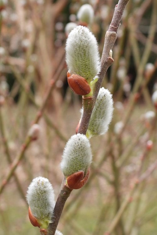  American Pussy Willow (Salix Discolor) - 1 Gallon Pot