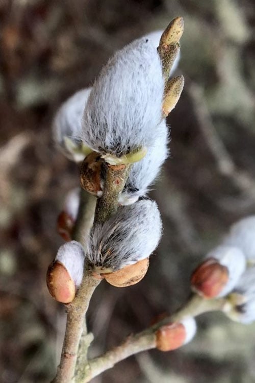 American Pussy Willow (Salix Discolor) - 1 Gallon Pot