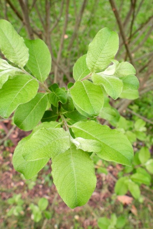  American Pussy Willow (Salix Discolor) - 1 Gallon Pot