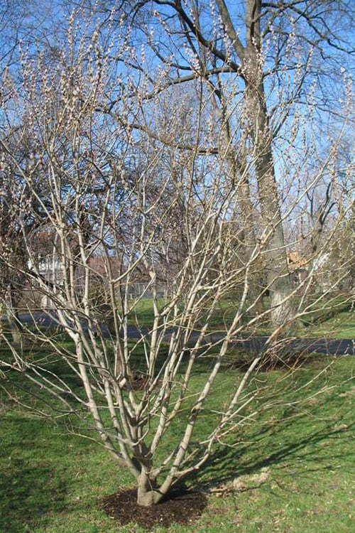  American Pussy Willow (Salix Discolor) - 3 Gallon Pot