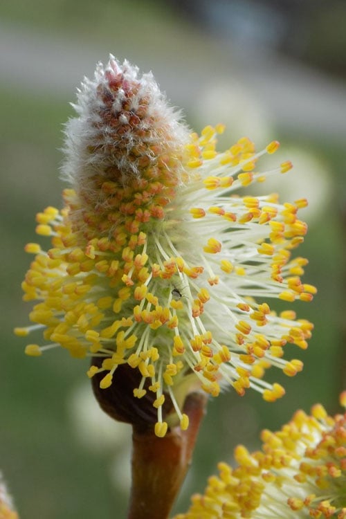  American Pussy Willow (Salix Discolor) - 3 Gallon Pot