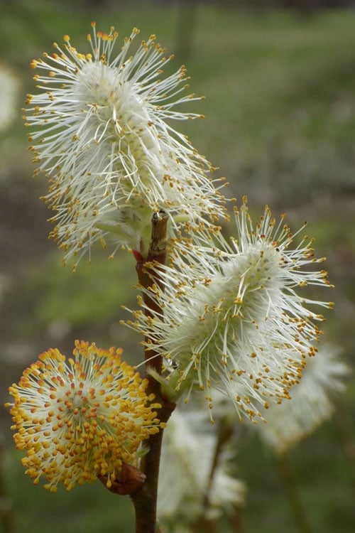  American Pussy Willow (Salix Discolor) - 3 Gallon Pot
