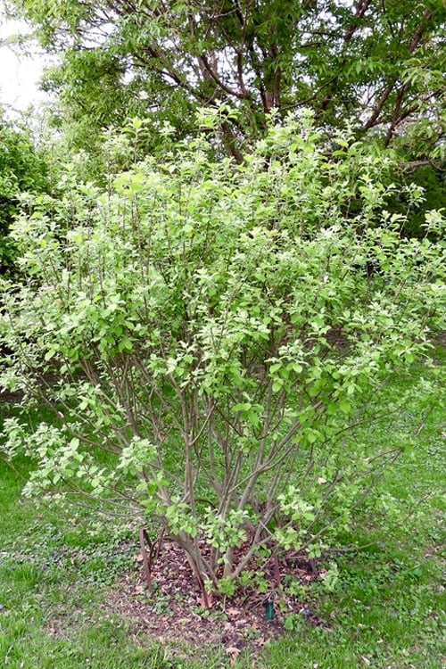  American Pussy Willow (Salix Discolor) - 1 Gallon Pot