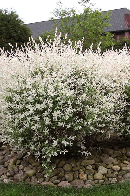  Flamingo Dappled Willow (Shrub Form) - 2 Gallon Pot