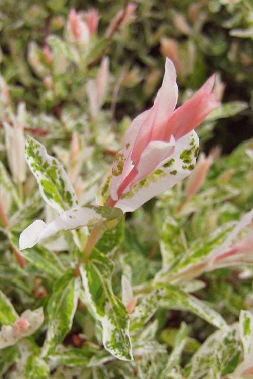  Flamingo Dappled Willow (Shrub Form) - 2 Gallon Pot