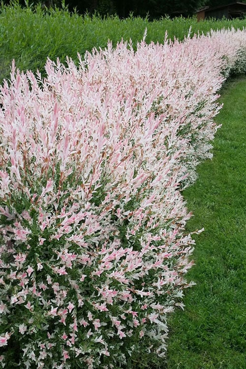  Flamingo Dappled Willow (Shrub Form) - 2 Gallon Pot
