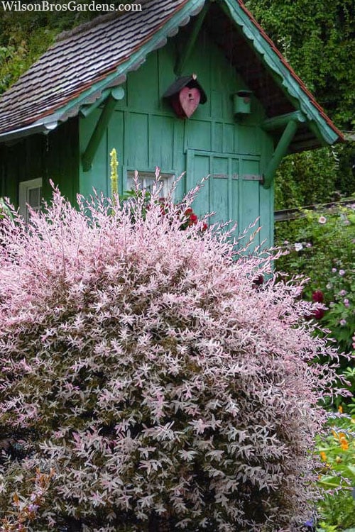  Flamingo Dappled Willow (Shrub Form) - 2 Gallon Pot