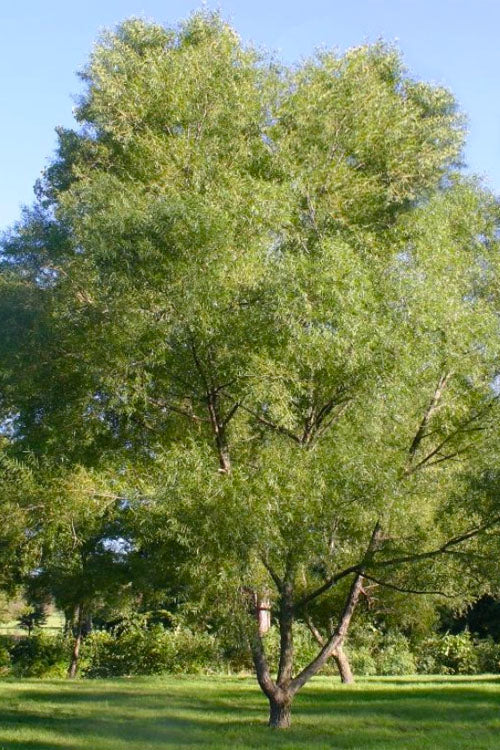  Black Willow Tree (Salix Nigra) - 3 Gallon Pot