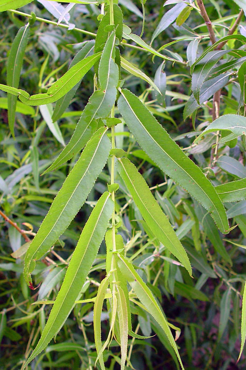 Black Willow Tree (Salix Nigra) - 3 Pack Of 1.5 Quart Pots