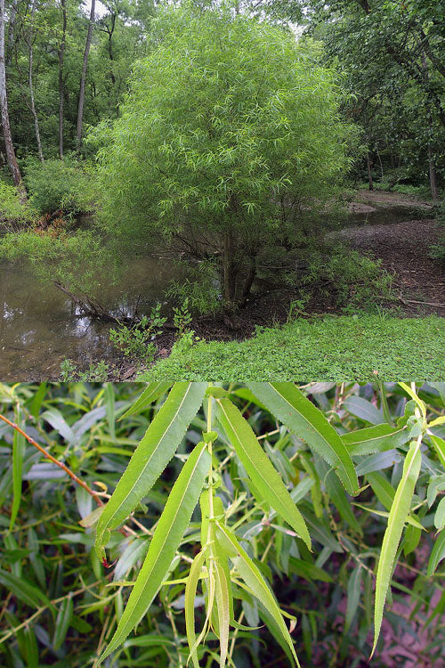  Black Willow Tree (Salix Nigra) - 3 Gallon Pot